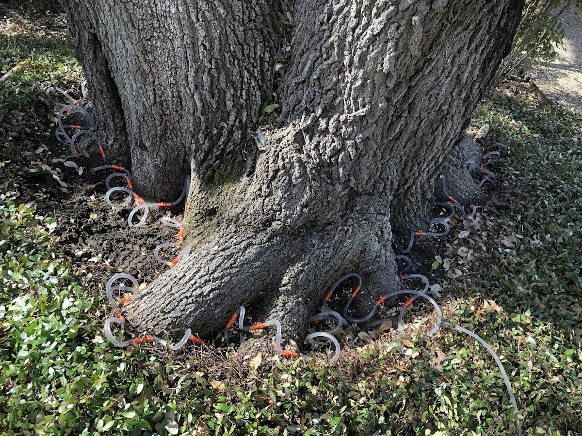 Detailed Tree Cabling and Bracing job site in Sycamore