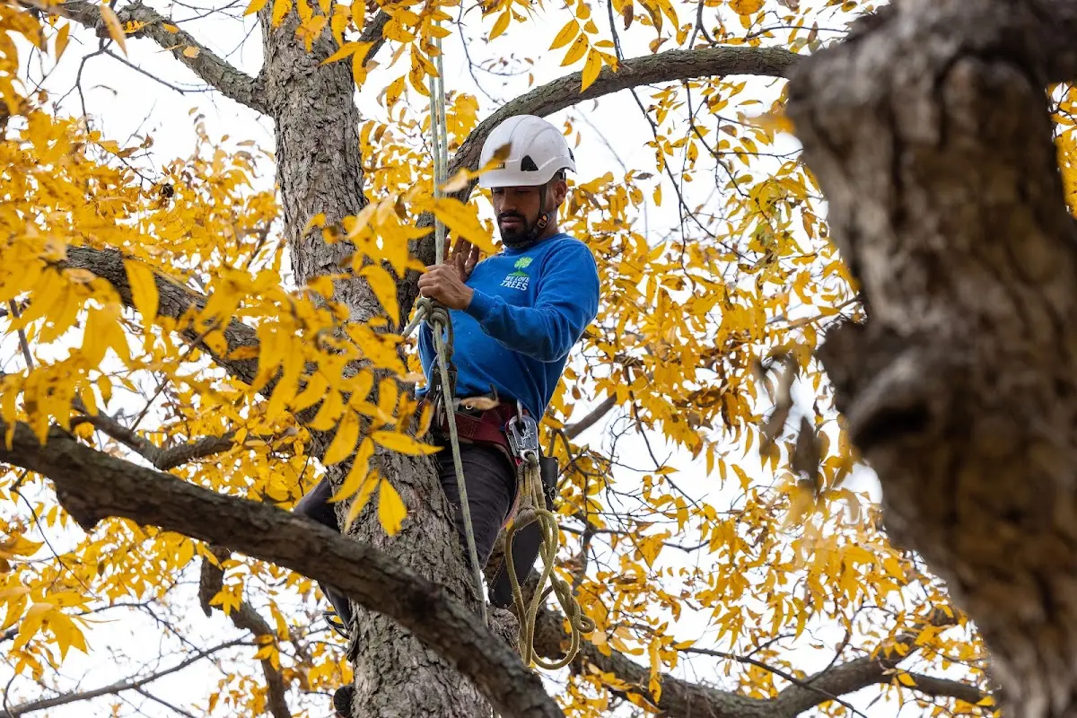 Skilled Storm Damage Cleanup crew working in Sycamore