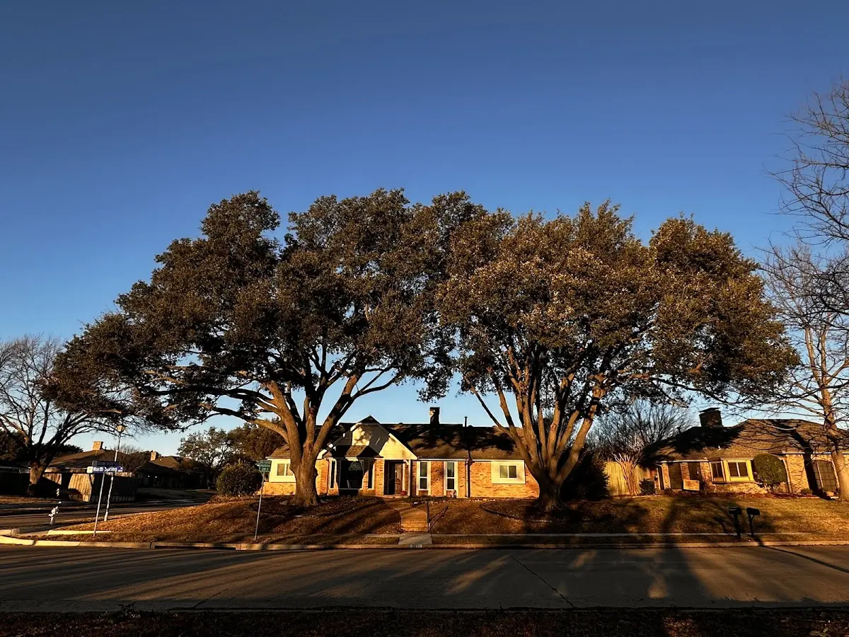 Established residential canopy tree shading a home in Sycamore